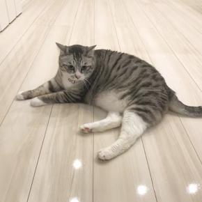 【実体験】『森のしずく』フロアコーティングがくれた「安心」と「快適」