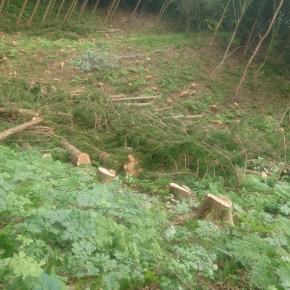 皆伐してます♬ 途中おやつ採って食べました♬