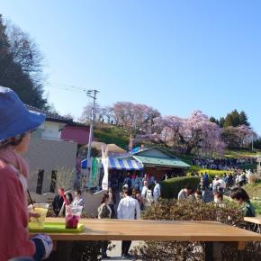 体調不良でした かみさんと桜見に行きました♬