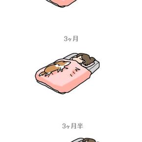 寝姿の変貌・12月30日のちょび太／【犬マンガ】