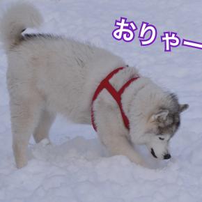 穴掘り命！疲れると老け顔になるうちのハスキーψ(｀∇´)ψ