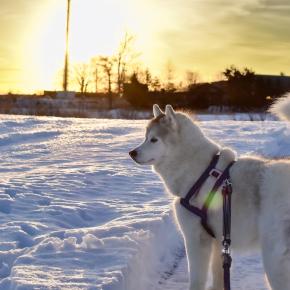 極寒の日！ウォーミングアップが必要なうちのハスキー(^^)