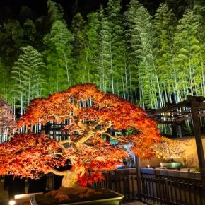 昭和記念公園 秋の夜散歩 日本庭園・かたらいのイチョウ並木
