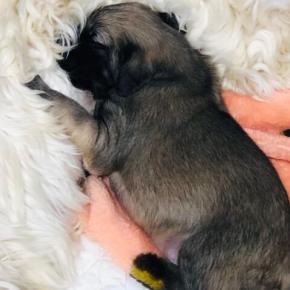 アフガンベビーちゃん 大物になるかな