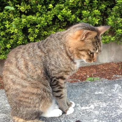 2026年1月の運気