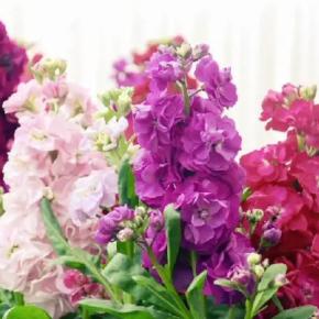 今週のお題「ストックしているもの」