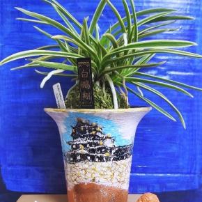 ❣❣新参者【白鵬翔】❣❣フェスティバル~～❣❣