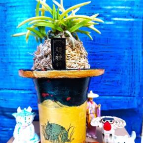 ❣❣新参者【明神錦】❣❣食いしん坊～さら～～❣❣