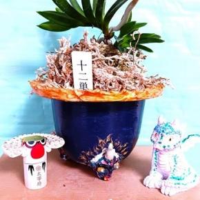 ❣❣新参者【十二単イナバウワァー】フィンガー5かも～～タロちゃん❣❣