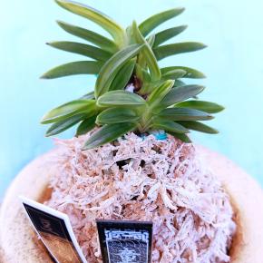 ❣❣新参者【童夢】～目力兄妹～❣❣