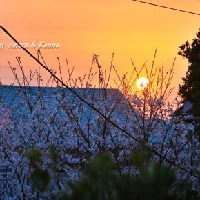 春霞、花の季節