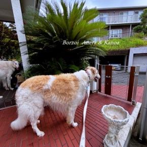 梅雨明け間近のスコールかな？