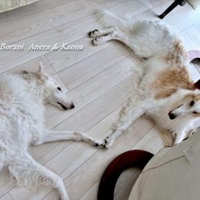 夕方散歩が出来る気温になりました。