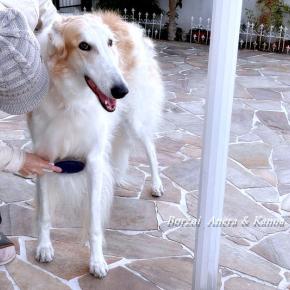 地域の鎮守様、体調回復で歩活再開