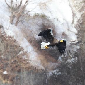 雪降る日に飛翔のオオワシ