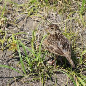 目の前にいたヒバリ
