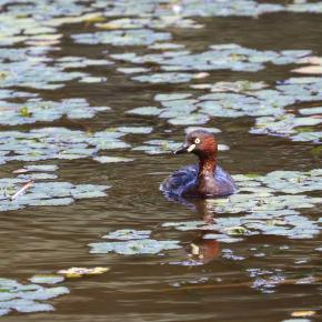 ポツンとカイツブリ