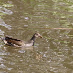 成長したバン幼鳥
