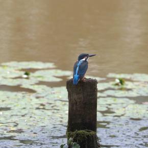 カワセミに出会う