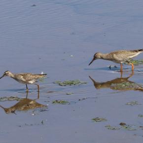 タカブシギ&アカアシシギ