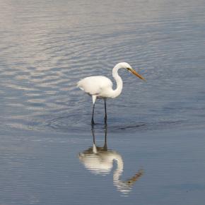 ダイサギの採餌