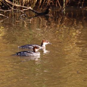 ミコアイサとカイツブリ幼鳥