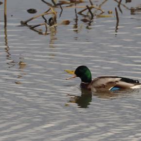 マガモの謎の行動
