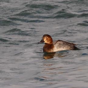 ホシハジロの雌