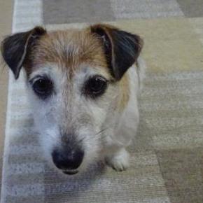 みかんの冬毛～好きな毛、嫌いな毛