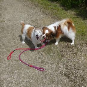 二匹で散歩出来る様に