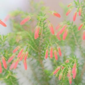 クリスマスの寄せ植え