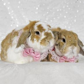 書き初めメーカー2026