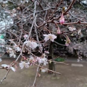 上野公園の十月桜＆旭川味噌ラーメンばんから