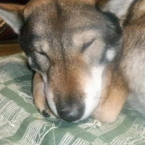 ねねに会いに友人が