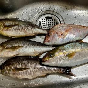 SLJ@玄界灘。梅雨イサキを釣りに。