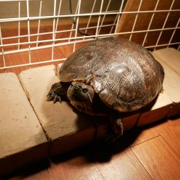 久しぶりにアカミミガメ（かめ吉さん）の近況