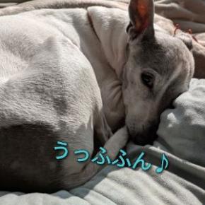 コバルトの、この上なき寝正月。