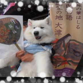 サモエドさくら紫式部と縁深い石山寺で降魔招福して頂いたわんこ✨