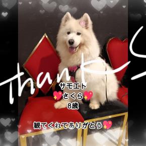 サモエドさくら思わず笑っちゃう愉快な大型犬 大集合 WHATAWON✨