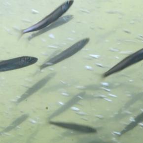 利根大堰でアユの大遡上を撮る🐟🐟🐟📷