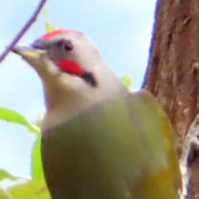 キツツキの仲間アオゲラを撮る🦜（多々良沼公園）