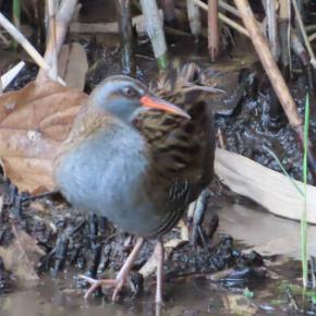 野鳥クイナの羽繕いを撮る🪿（多々良沼公園）