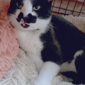 ”迷子犬保護してます”