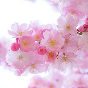 BeBe フォーマル 女の子！卒服・入学服で注目のかわいさ♪【2023】