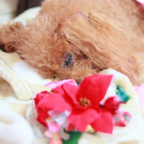 ミッションの前に💤