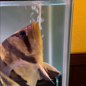 貴方が噛んだ・・・