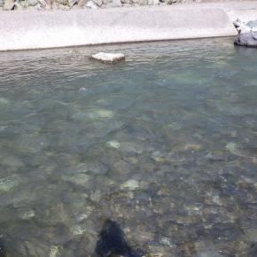 9/16，山梨の渓流＆忍野釣行