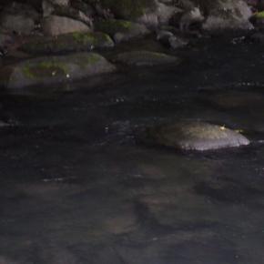 箱根早川冬季C＆R釣行