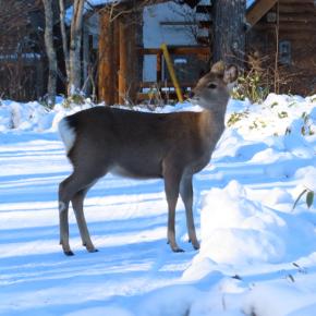 鹿に無事に冬を越してと思う反面