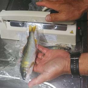 天然メガ鮎とアマゴを甘露煮業者に。